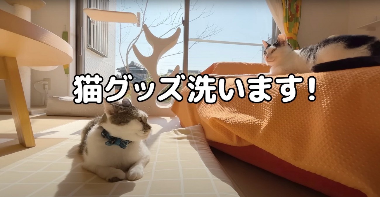 くつろぐ2匹の猫