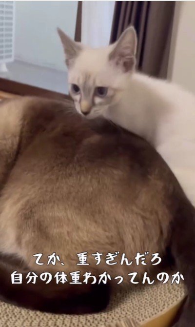 子猫の上に乗っている大人の猫