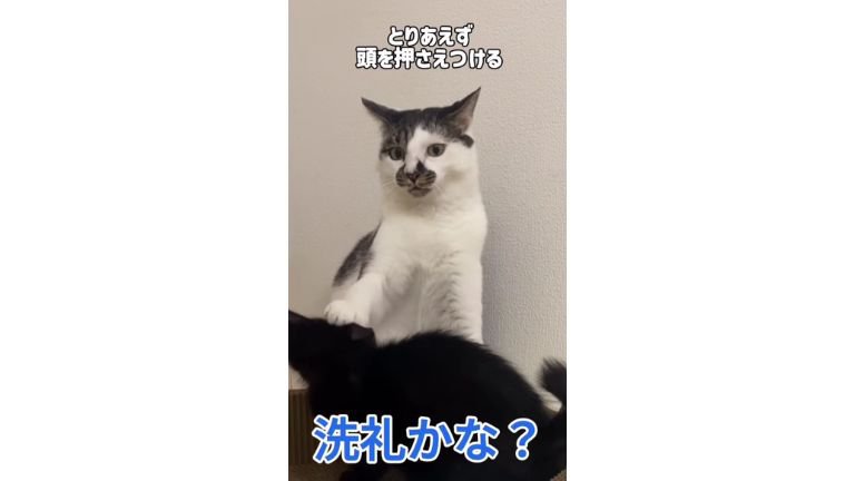 猫と子猫のケンカ