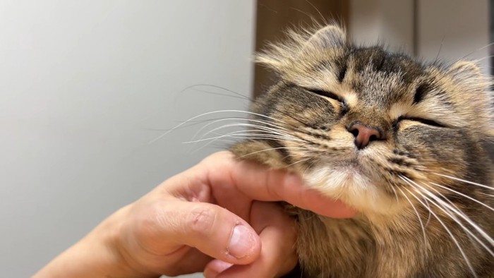 微笑んでいる猫