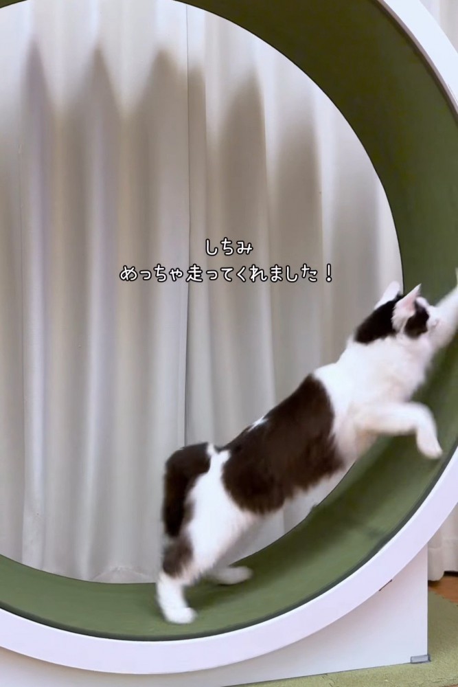 キャットホイールで走る長毛の猫