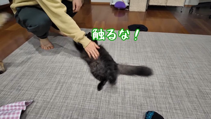 触るな!