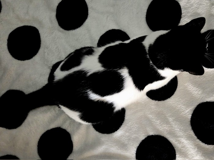 白黒模様の布に寝そべる猫