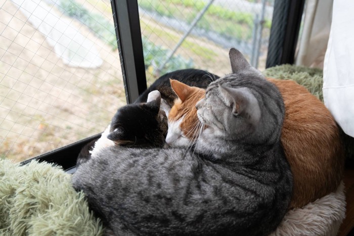 窓辺でくつろぐ三匹の猫