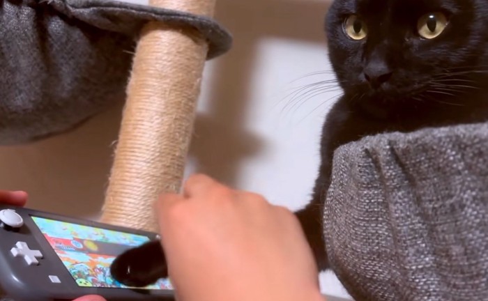 太鼓の達人をやる猫