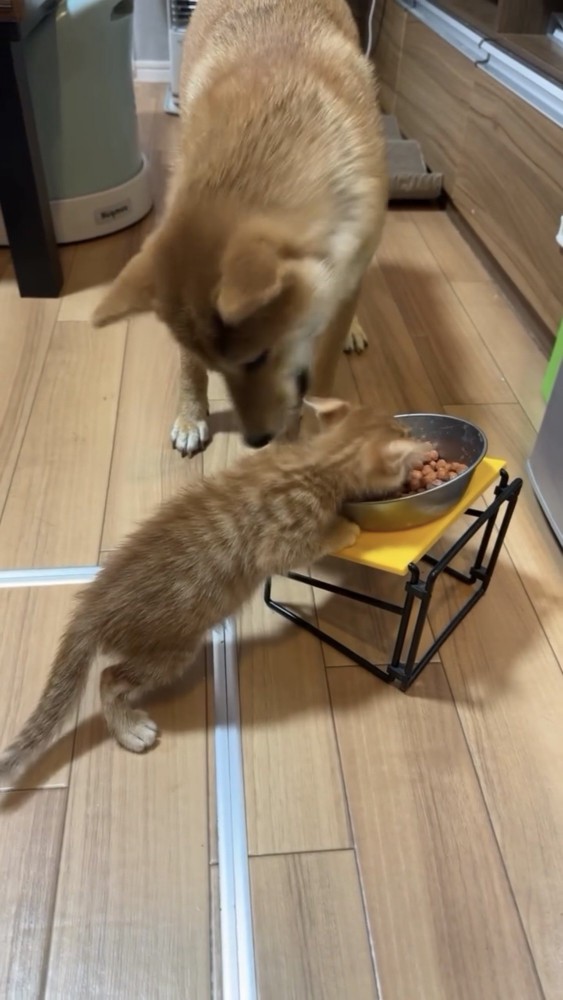 餌を食べる子猫と犬