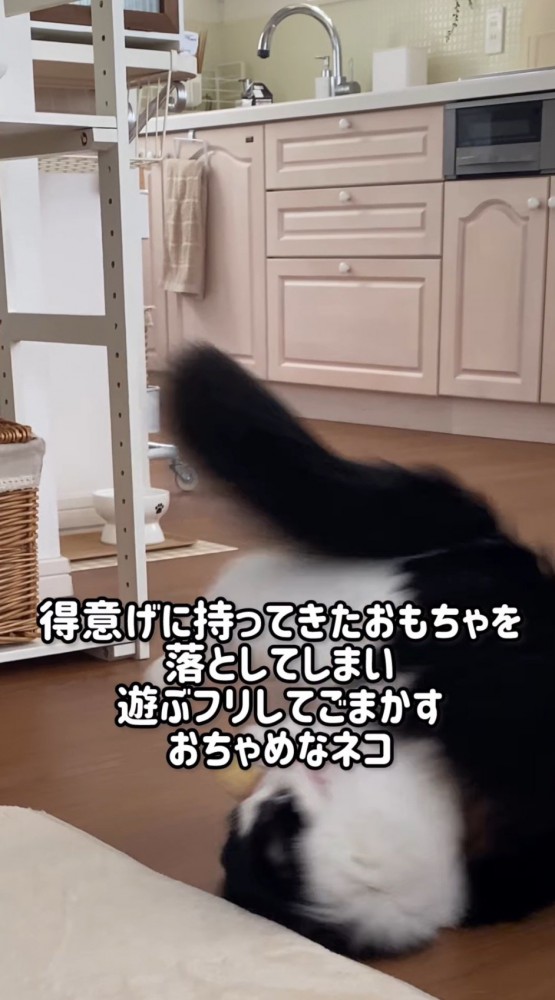 ひっくり返りながらぬいぐるみを掴む猫