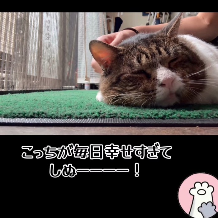 なでられる猫