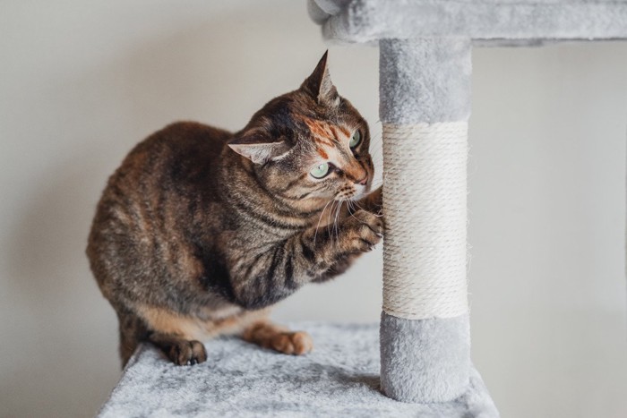 キャットタワーにいる猫