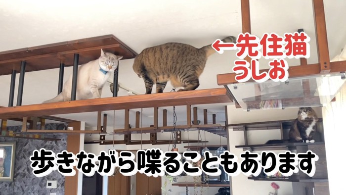 キャットウォークにいる猫たち