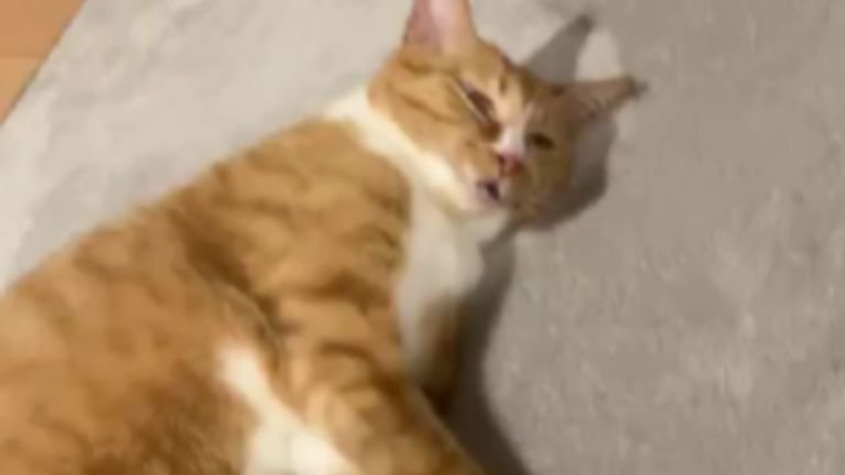 寝そべっている猫