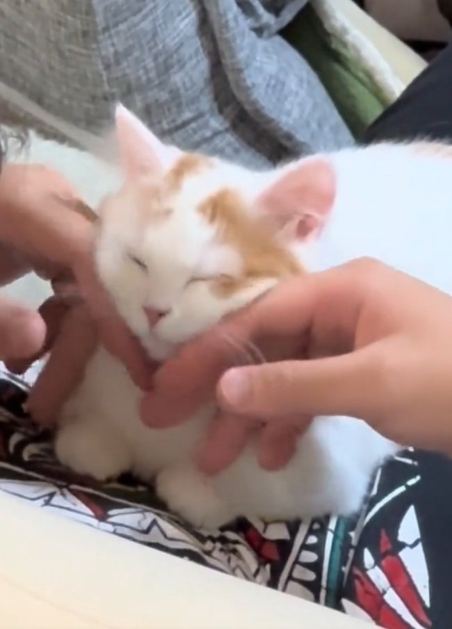 マッサージされる猫