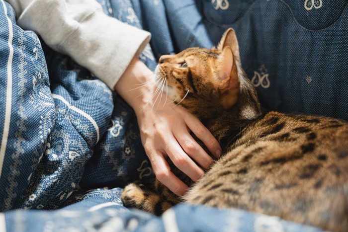 飼い主を見つめる猫