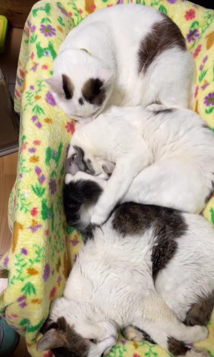 眠る3匹の猫