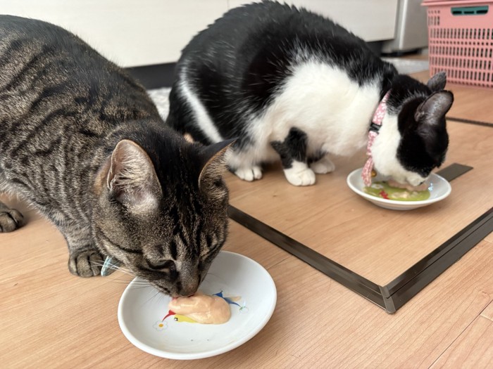 並んでごはんを食べる2匹の猫