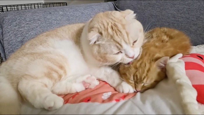 子猫を舐め続けるスコティッシュフォールド