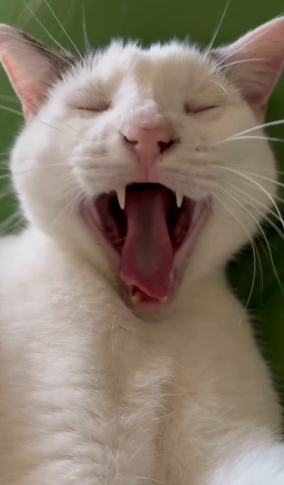 あくびする猫