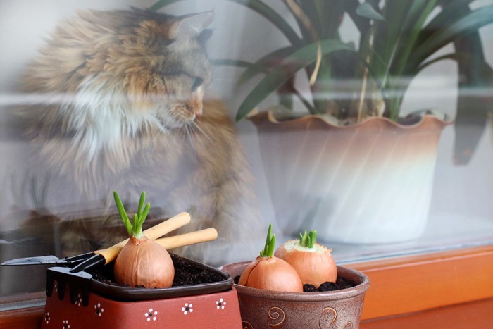 猫と玉ねぎ