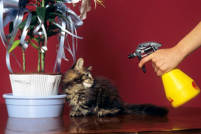 スプレーでしつけ中の子猫