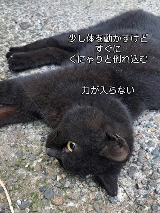 目を開けて倒れている猫