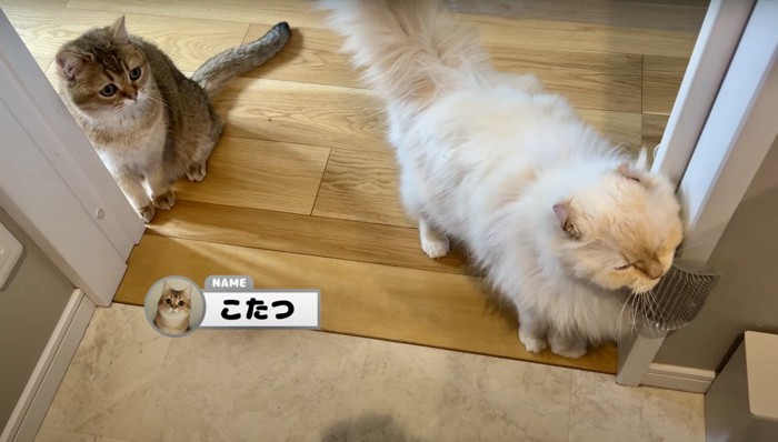 2匹の猫が並んでいる