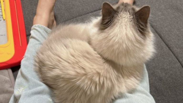 膝に乗っている猫