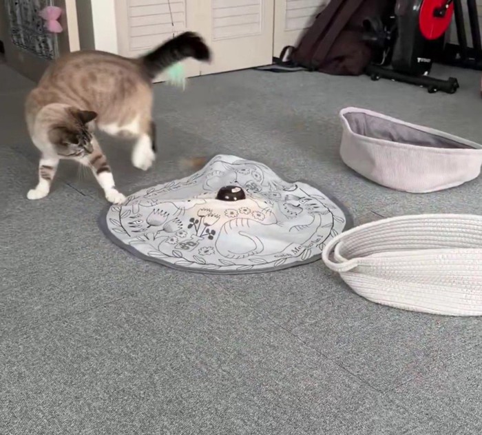おもちゃで遊ぶ猫