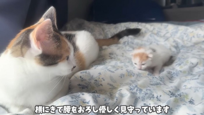 テロップ「横にきて~」