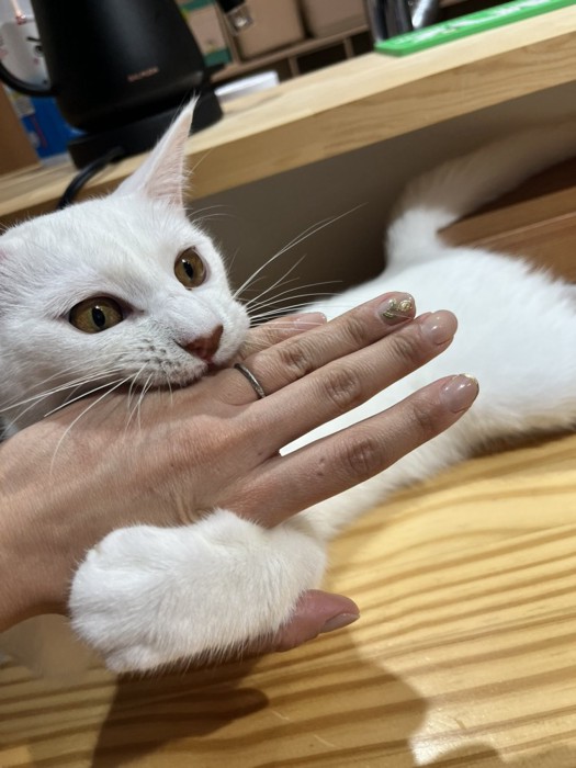 飼い主の手を抑えるように噛む白猫