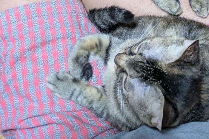 膝の間でくつろぐ猫