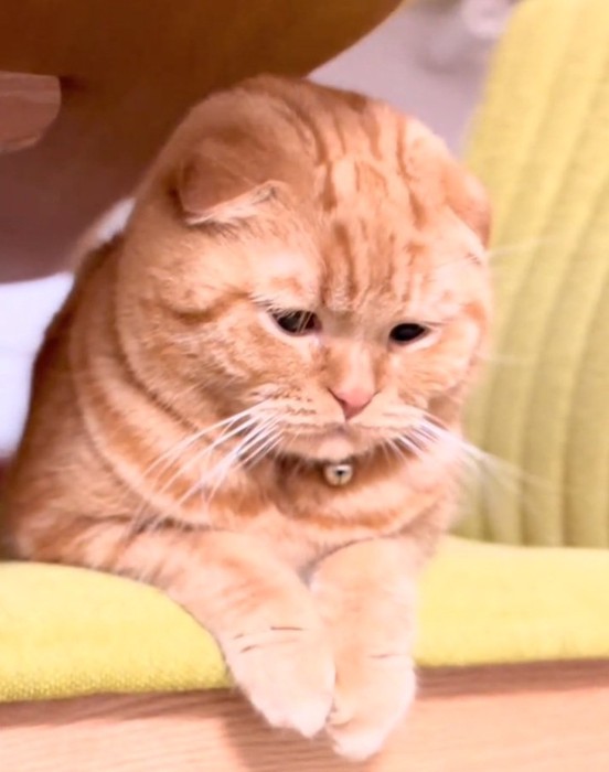 哀愁漂う寅くん