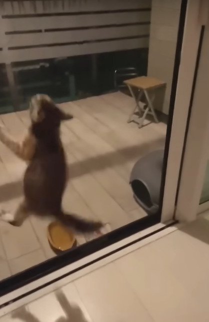 網戸にのぼる子猫