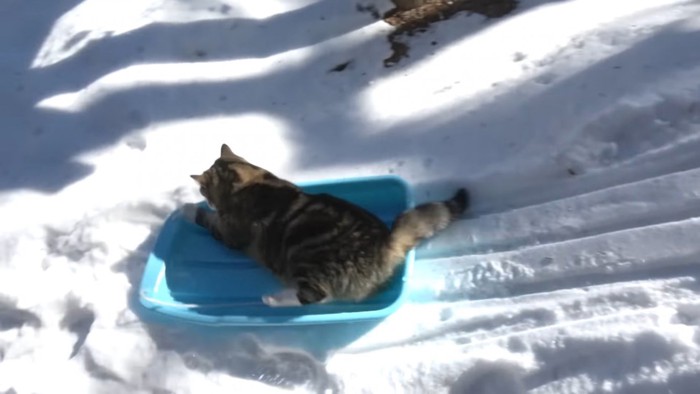 ソリで雪を滑り降りるスコティッシュフォールド