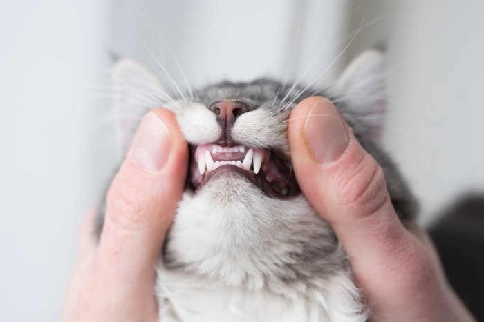きれいな猫の歯
