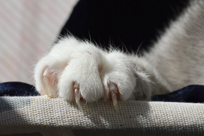 爪が伸びた猫の手