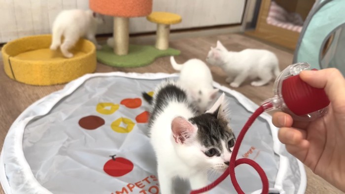ロープと子猫
