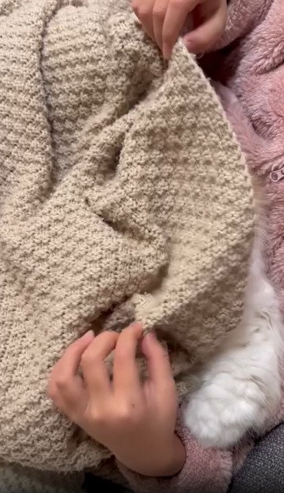 ブランケットの下から出ている猫の手