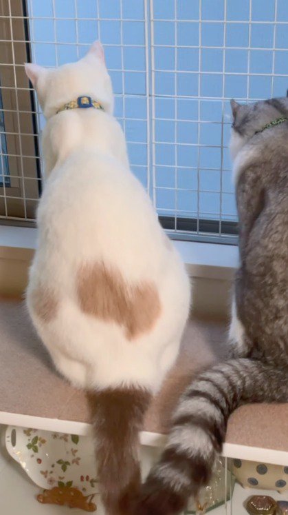 2頭の猫の名前を呼ぶ男性