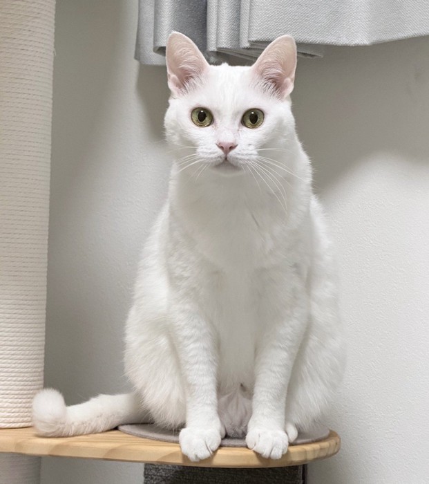 棚の上に座って飼い主を見つめる猫