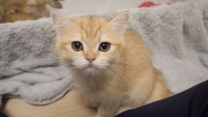 カメラ目線の子猫のアップ写真
