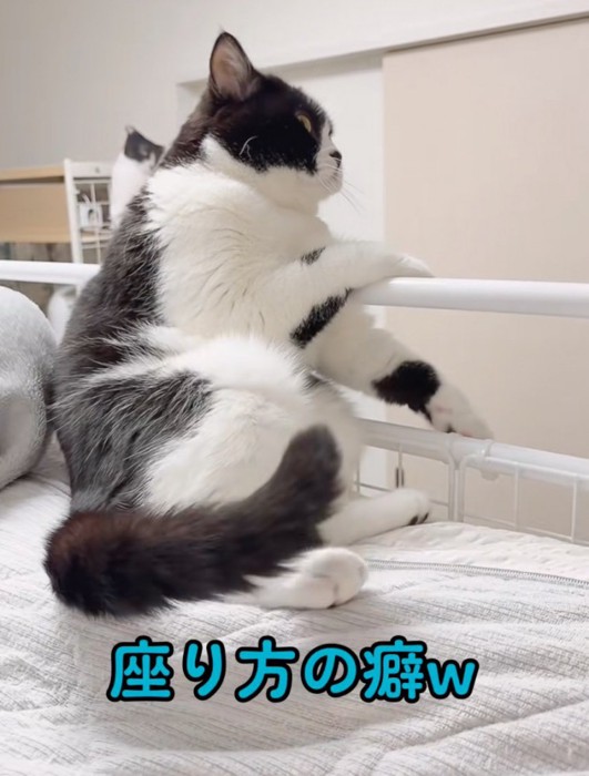 癖のある座り方をする猫