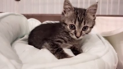 立ち上がる子猫