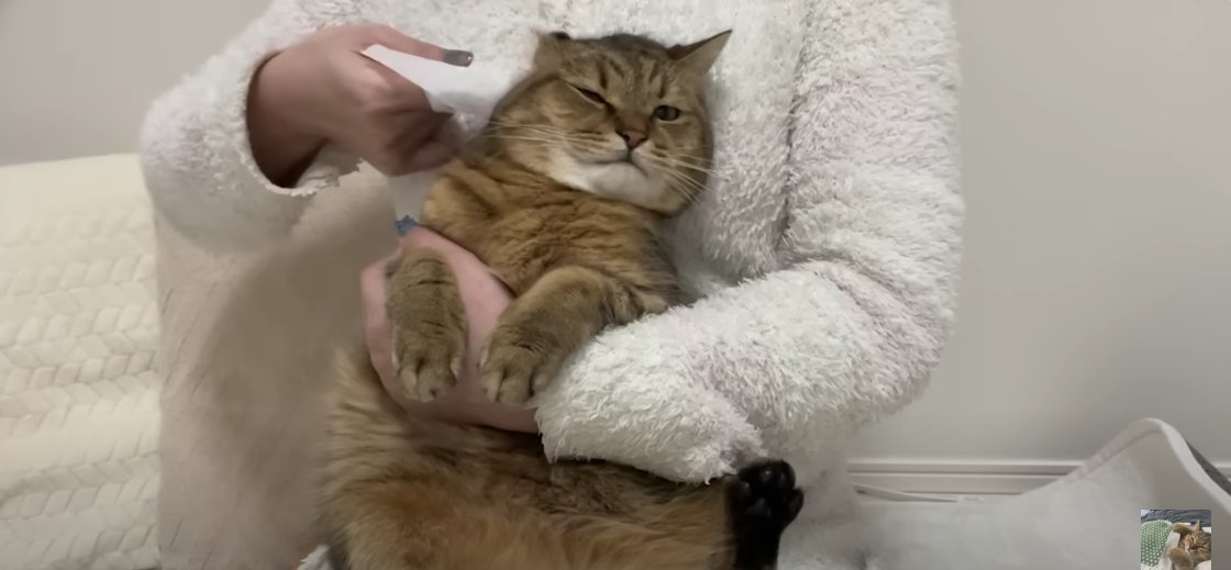 抱っこされながら後ろにのけぞる猫