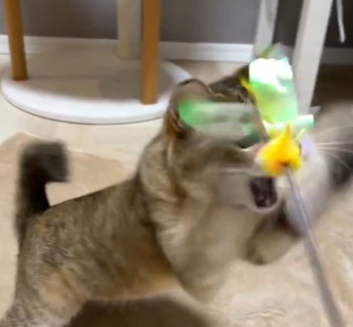 おもちゃに食らいつく猫(顔におもちゃがかかっている)