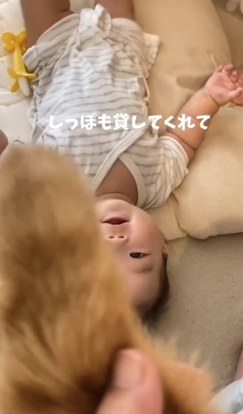 猫の尻尾を見つめる赤ちゃん