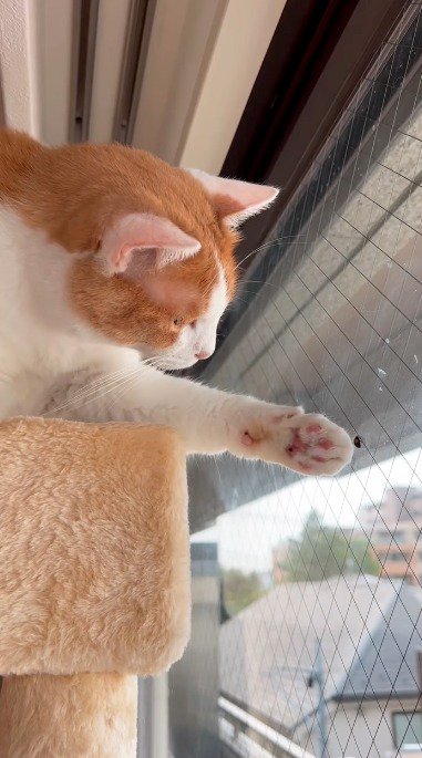 前足で虫に触れる猫
