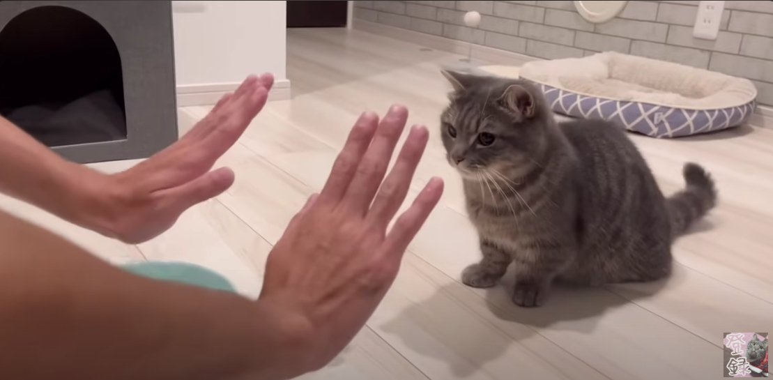 飼い主さんの手の横に短足猫