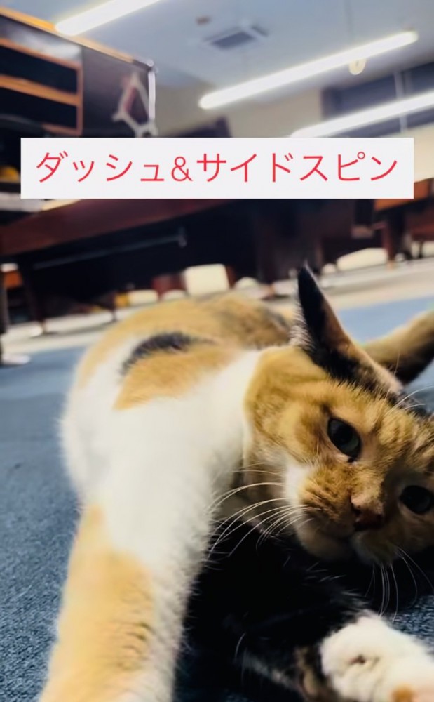 飼い主さんの前でゴロンする看板猫