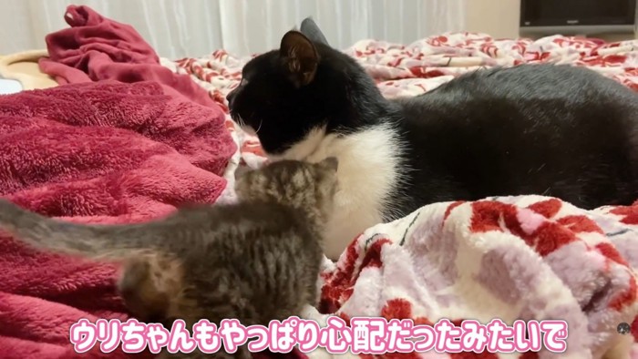 テロップ「ウリちゃんもやっぱり～」