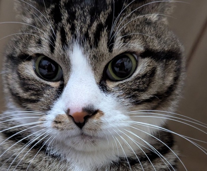 カメラ目線のひゅうちゃん